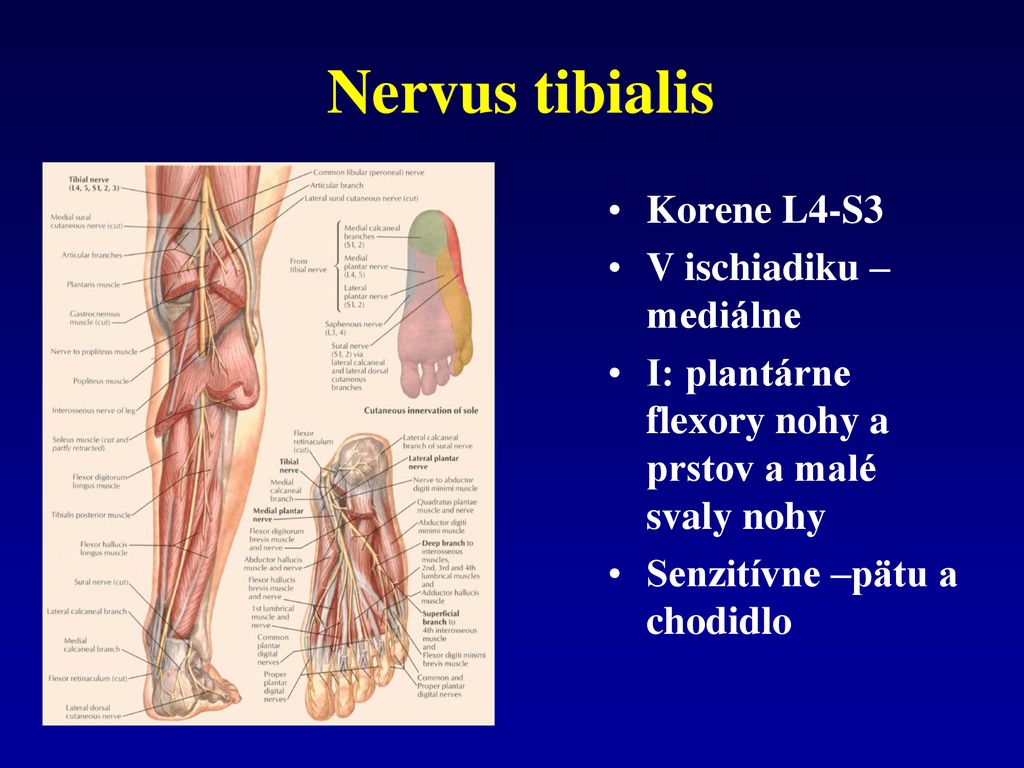 Nervus tibialis Korene L4-S3 V ischiadiku – mediálne