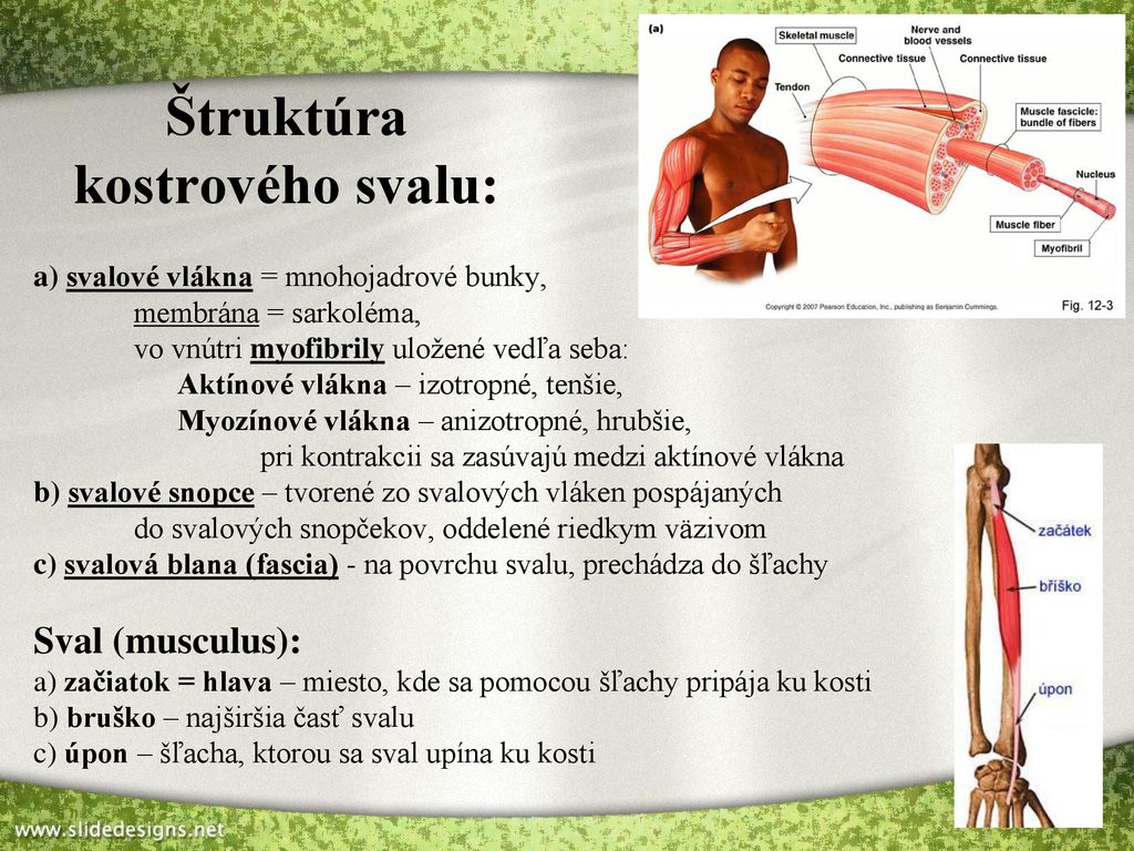 Štruktúra kostrového svalu:
