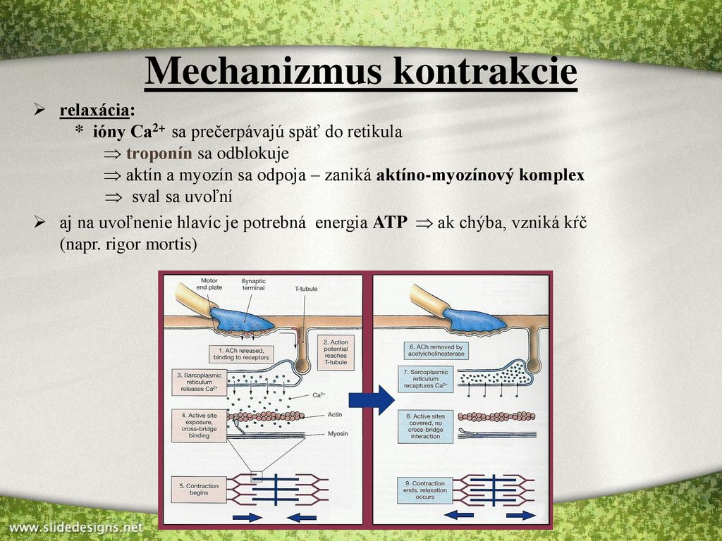 Mechanizmus kontrakcie