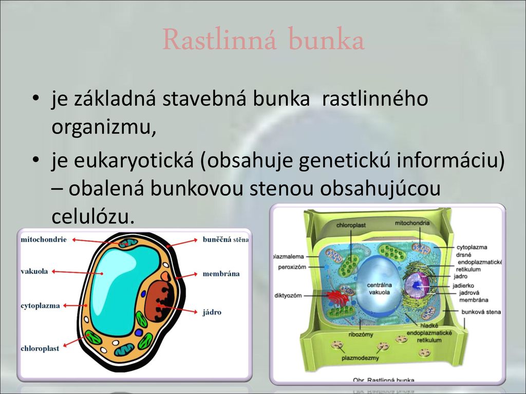 Z čoho Sú Zložené Organizmy ? PaedDr. Renáta Kátlovská - Ppt Stáhnout