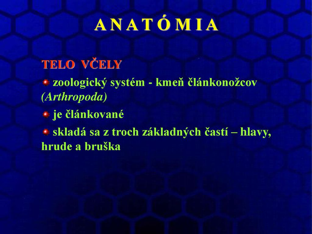 A N A T Ó M I A TELO VČELY. zoologický systém - kmeň článkonožcov (Arthropoda) je článkované.