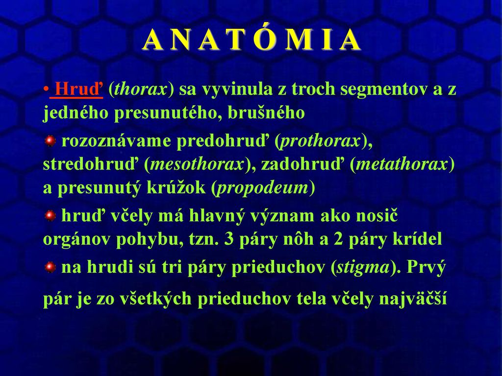 A N A T Ó M I A Hruď (thorax) sa vyvinula z troch segmentov a z jedného presunutého, brušného.