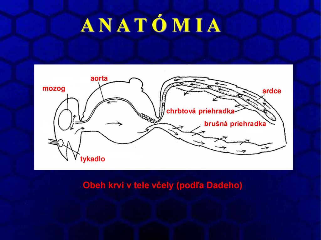 A N A T Ó M I A Obeh krvi v tele včely (podľa Dadeho) aorta mozog