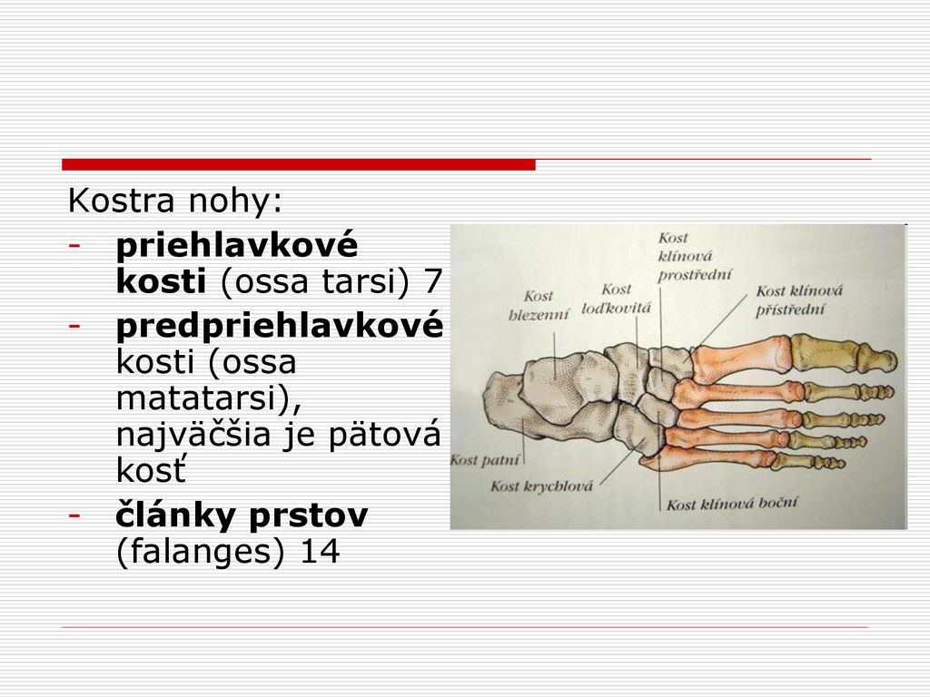 Kostra nohy: priehlavkové kosti (ossa tarsi) 7. predpriehlavkové kosti (ossa matatarsi), najväčšia je pätová kosť.