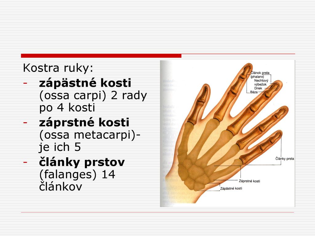 Kostra ruky: zápästné kosti (ossa carpi) 2 rady po 4 kosti. záprstné kosti (ossa metacarpi)- je ich 5.