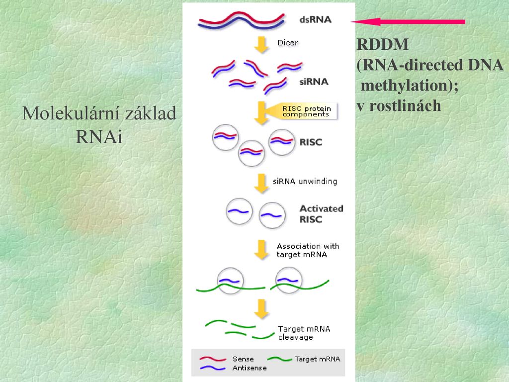 Biologická úloha RNA mRNA – kopíruje genetickou informaci z molekuly ...