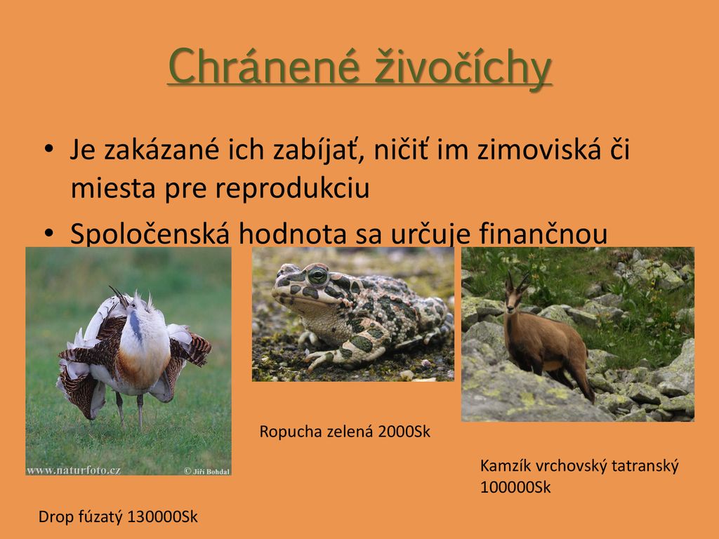 Zákonom chránené vtáky na slovensku a ich spolocenska hodnota