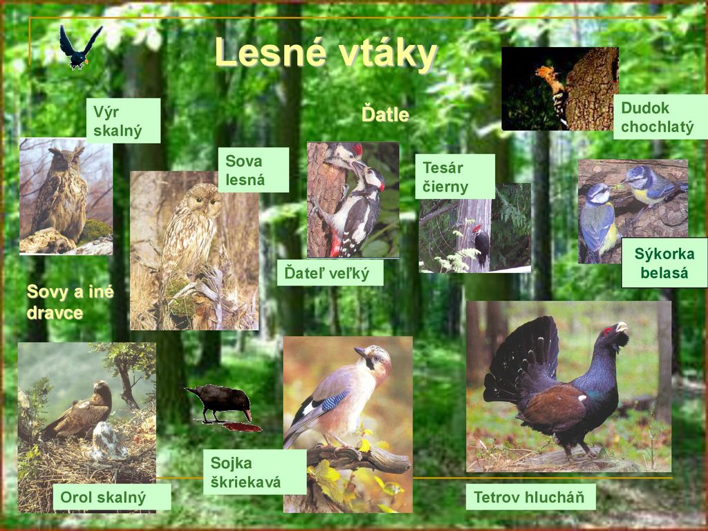 Lesné vtáky Ďatle Sovy a iné dravce Výr skalný Dudok chochlatý