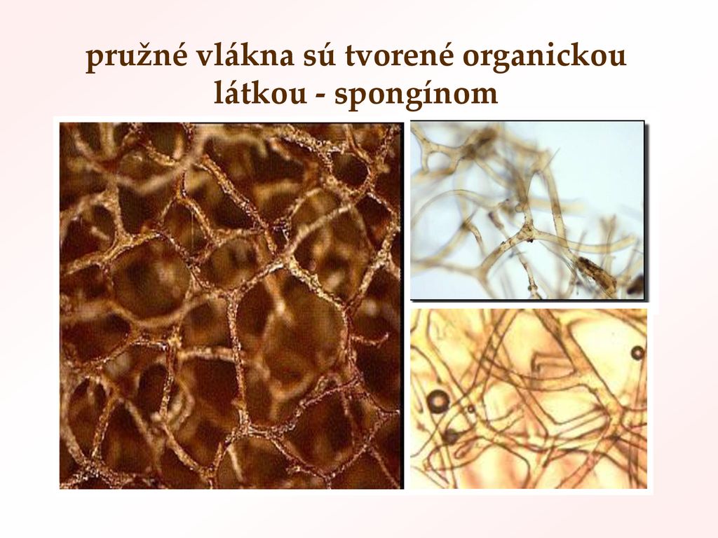 pružné vlákna sú tvorené organickou látkou - spongínom