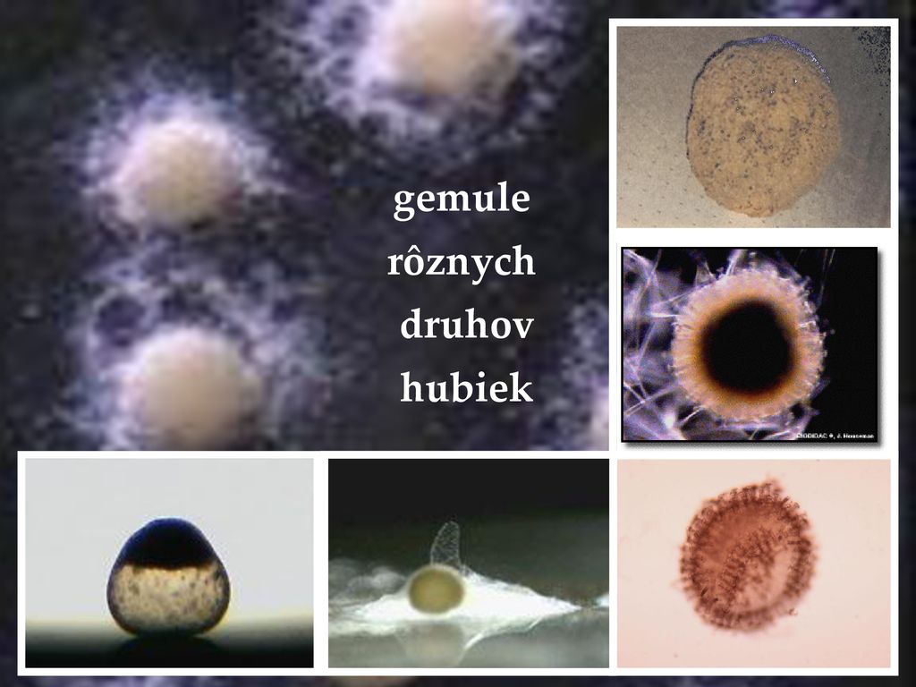 gemule rôznych druhov hubiek