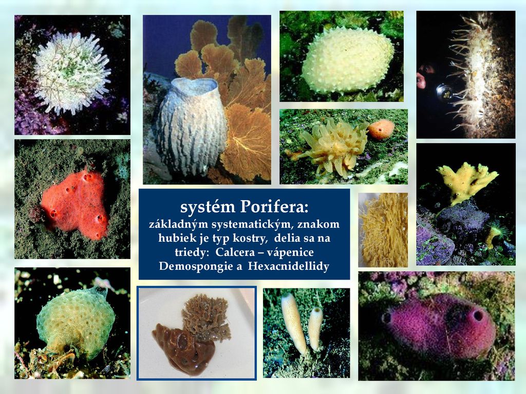 systém Porifera: základným systematickým, znakom hubiek je typ kostry, delia sa na triedy: Calcera – vápenice Demospongie a Hexacnidellidy