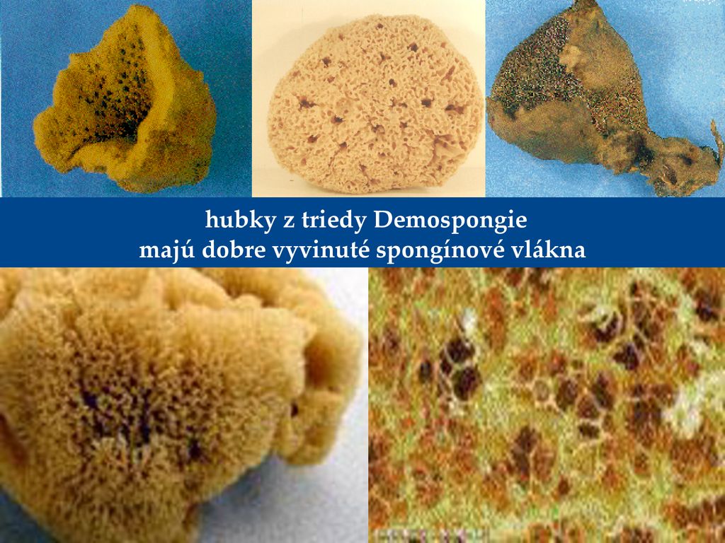 hubky z triedy Demospongie majú dobre vyvinuté spongínové vlákna