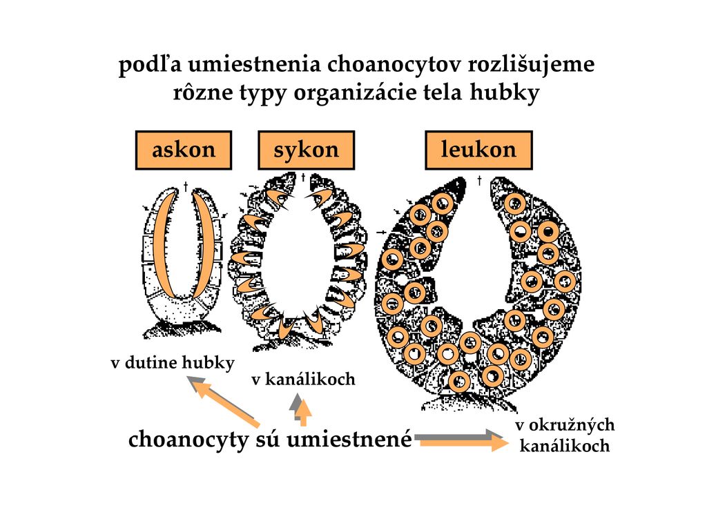 v okružných kanálikoch choanocyty sú umiestnené