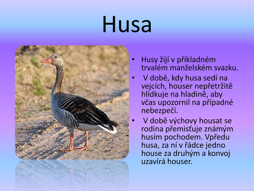 Husa Husy žijí v příkladném trvalém manželském svazku.