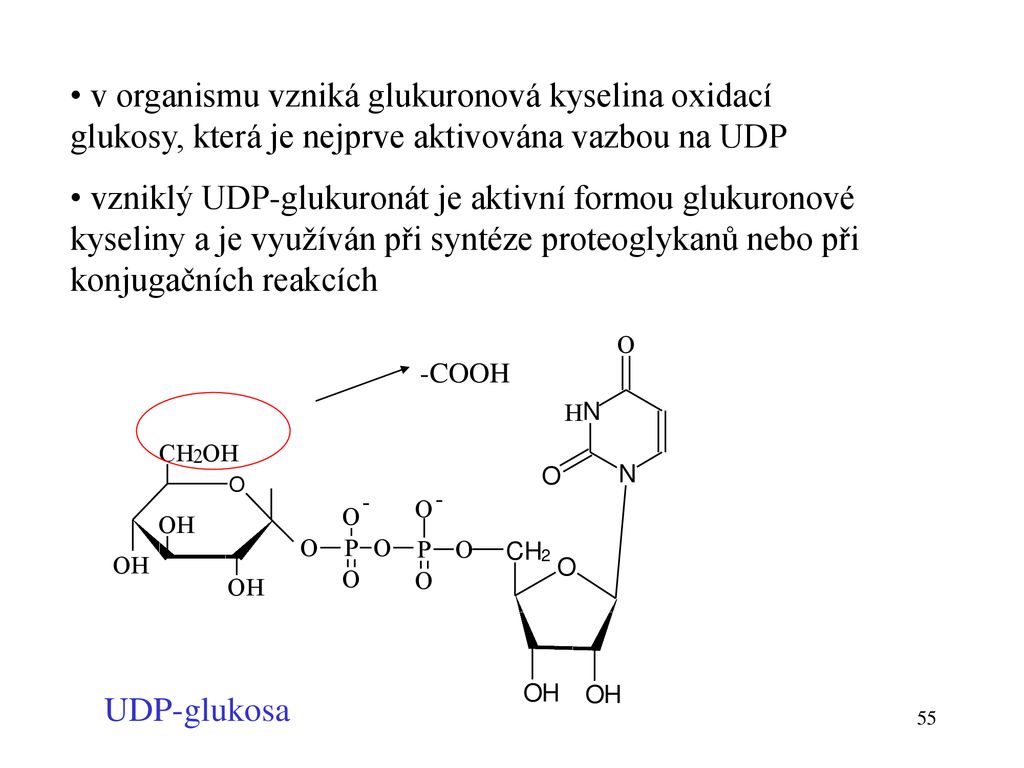 v organismu vzniká glukuronová kyselina oxidací glukosy, která je nejprve aktivována vazbou na UDP