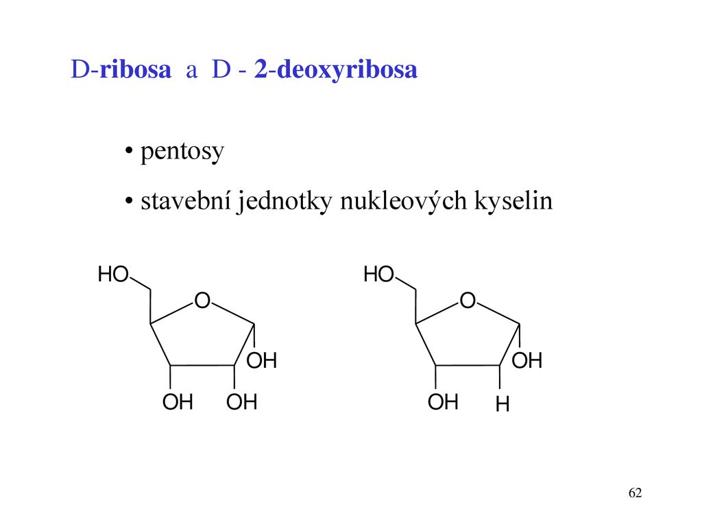 • pentosy D-ribosa a D - 2-deoxyribosa