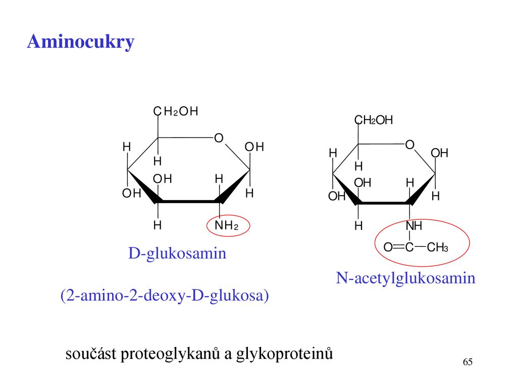 Aminocukry D-glukosamin N-acetylglukosamin (2-amino-2-deoxy-D-glukosa)