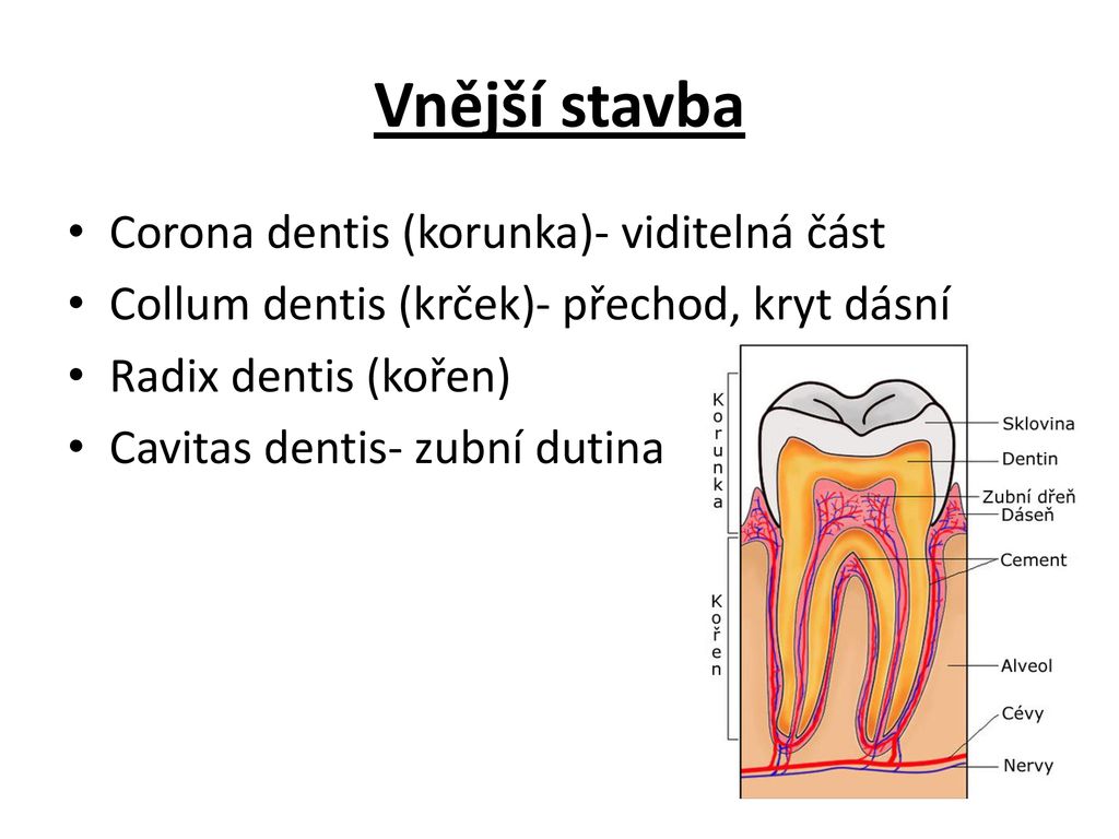 Vnější stavba Corona dentis (korunka)- viditelná část