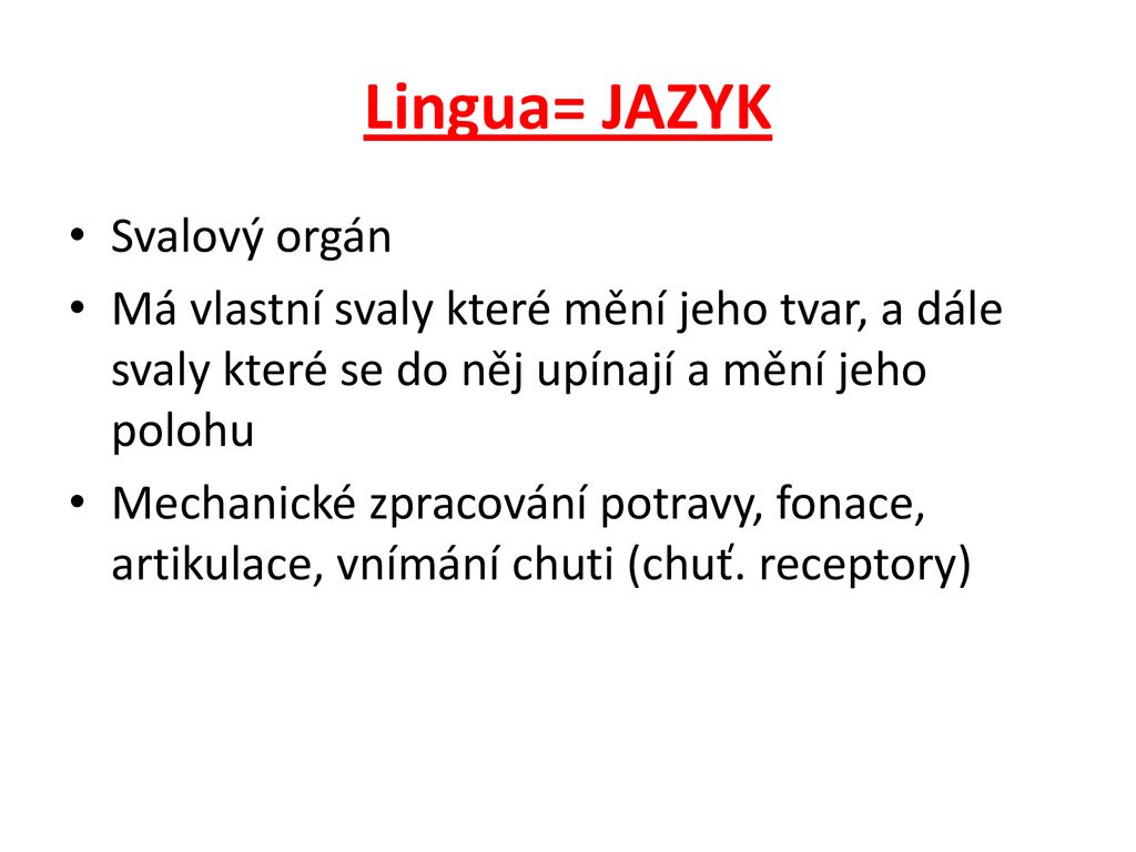 Lingua= JAZYK Svalový orgán