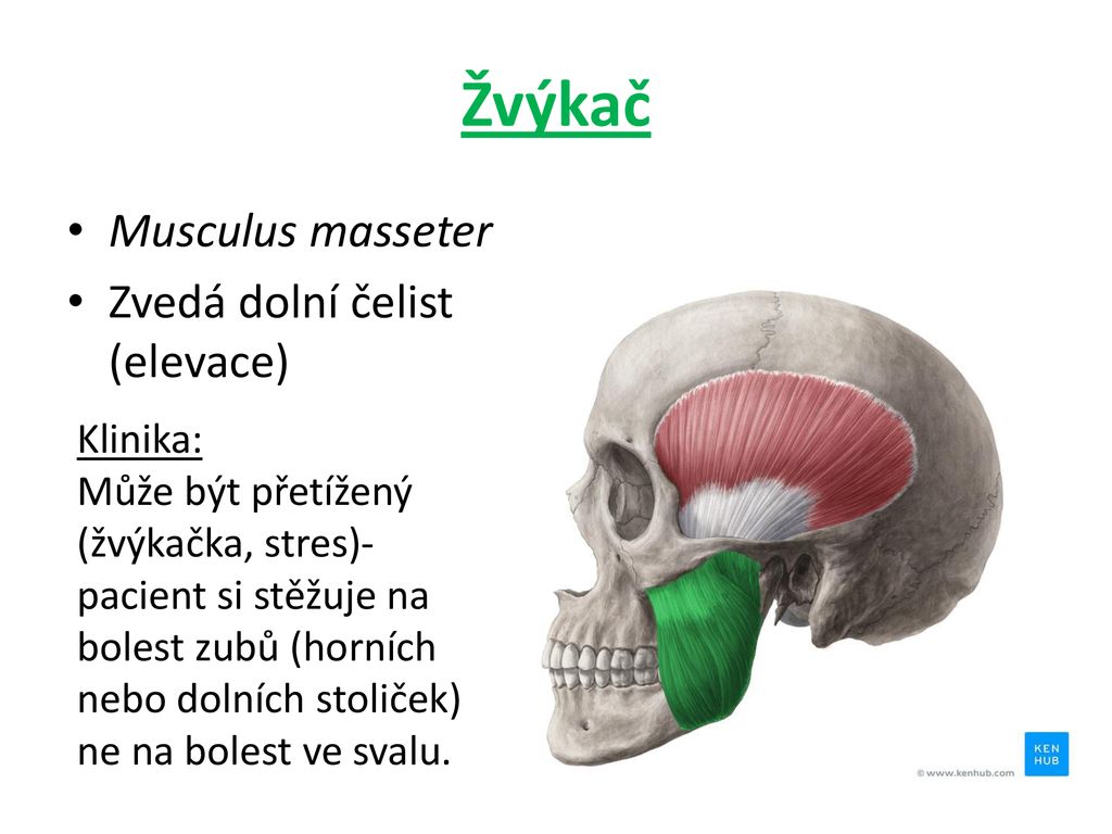 Žvýkač Musculus masseter Zvedá dolní čelist (elevace) Klinika: