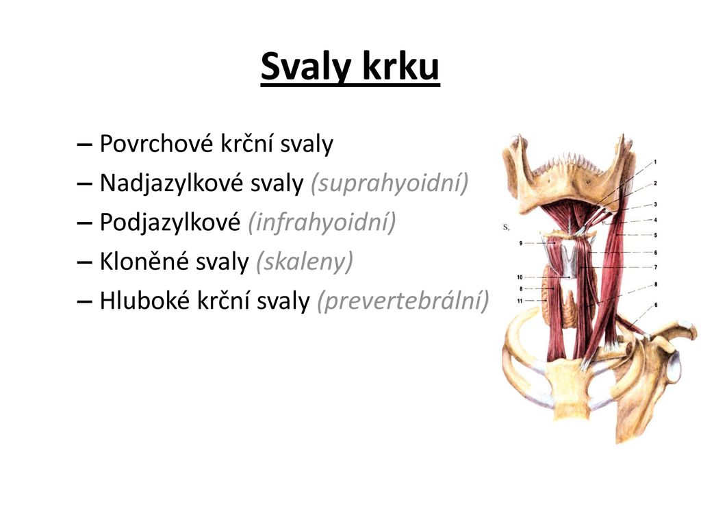 Svaly krku Povrchové krční svaly Nadjazylkové svaly (suprahyoidní)