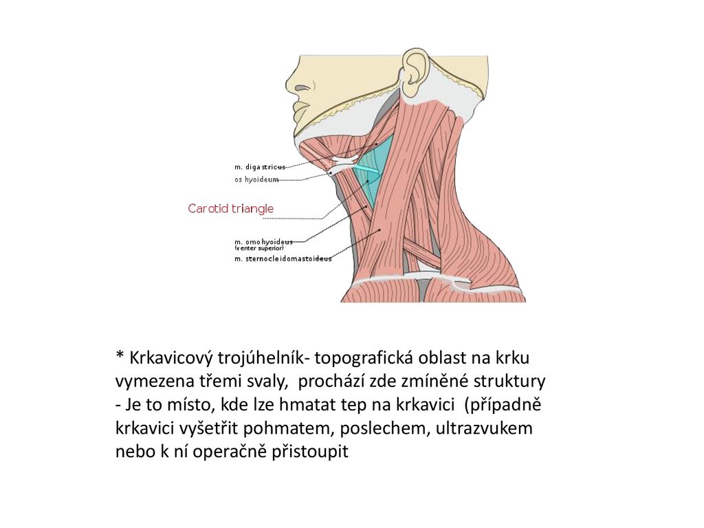 * Krkavicový trojúhelník- topografická oblast na krku vymezena třemi svaly, prochází zde zmíněné struktury