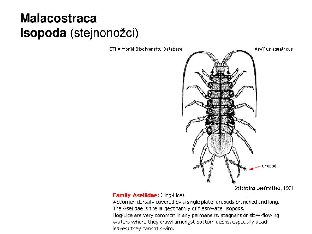 Ecdysozoa Panarthropoda Arthropoda Cheliceriformes - Arachnida ...