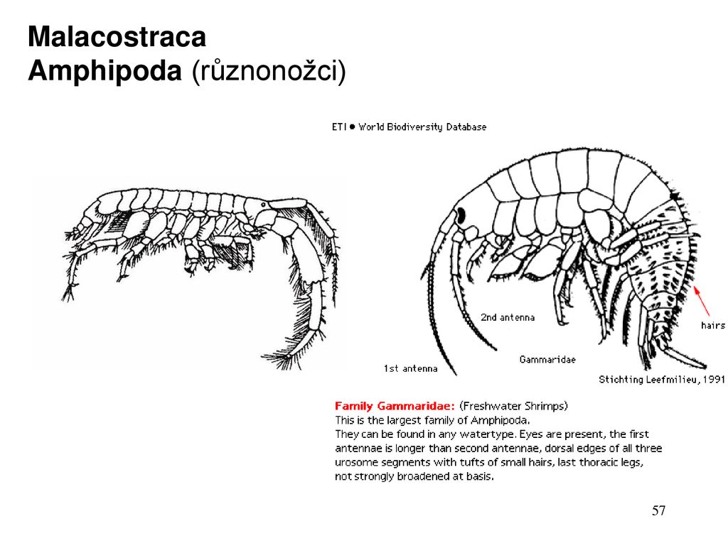 Ecdysozoa Panarthropoda Arthropoda Cheliceriformes - Arachnida ...