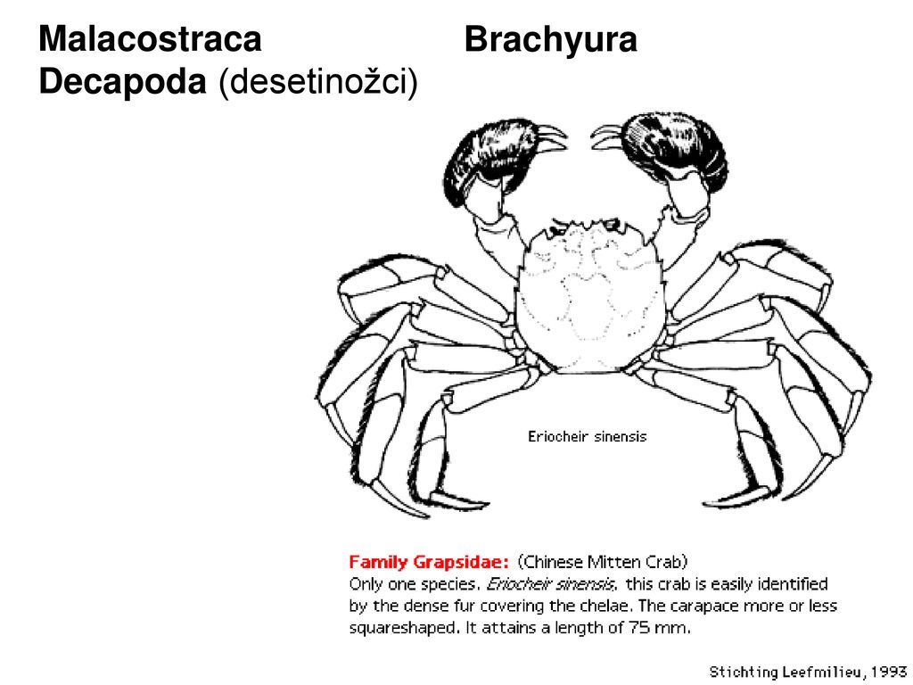 Ecdysozoa Panarthropoda Arthropoda Cheliceriformes - Arachnida ...