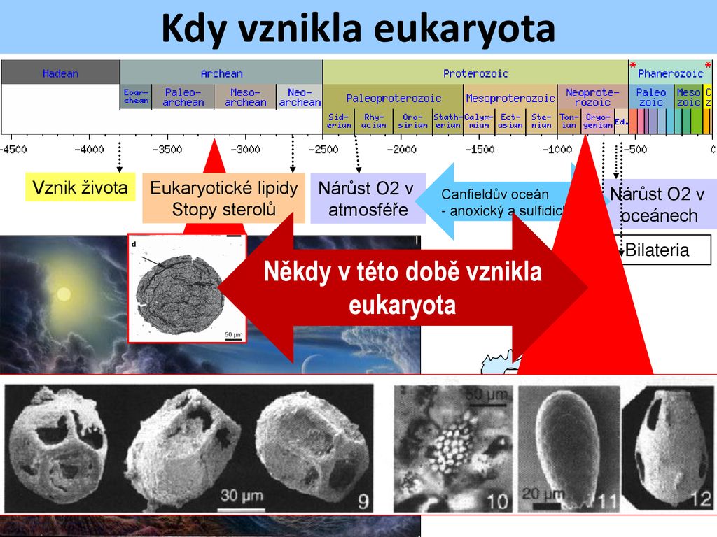 Kdy vznikla buňka?