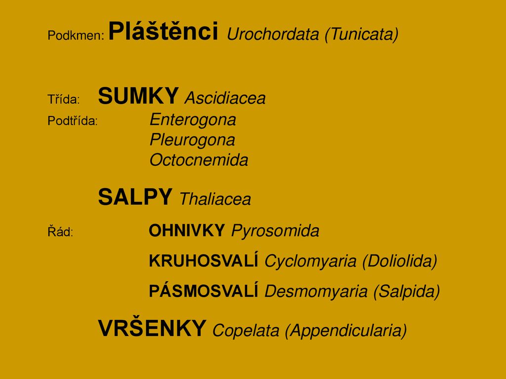 KRUHOSVALÍ Cyclomyaria (Doliolida) PÁSMOSVALÍ Desmomyaria (Salpida ...