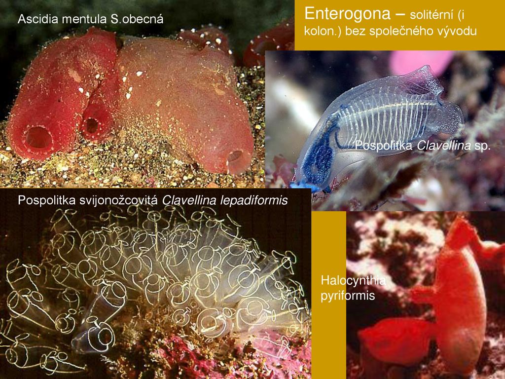 KRUHOSVALÍ Cyclomyaria (Doliolida) PÁSMOSVALÍ Desmomyaria (Salpida ...