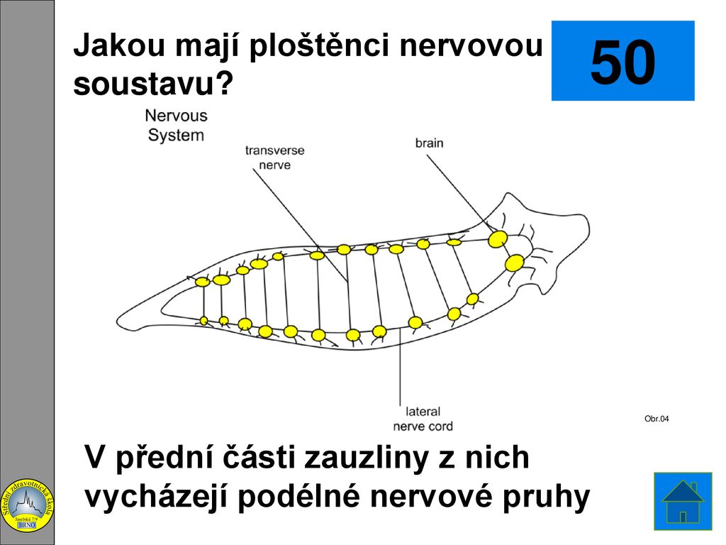 Jakou mají ploštěnci nervovou soustavu?