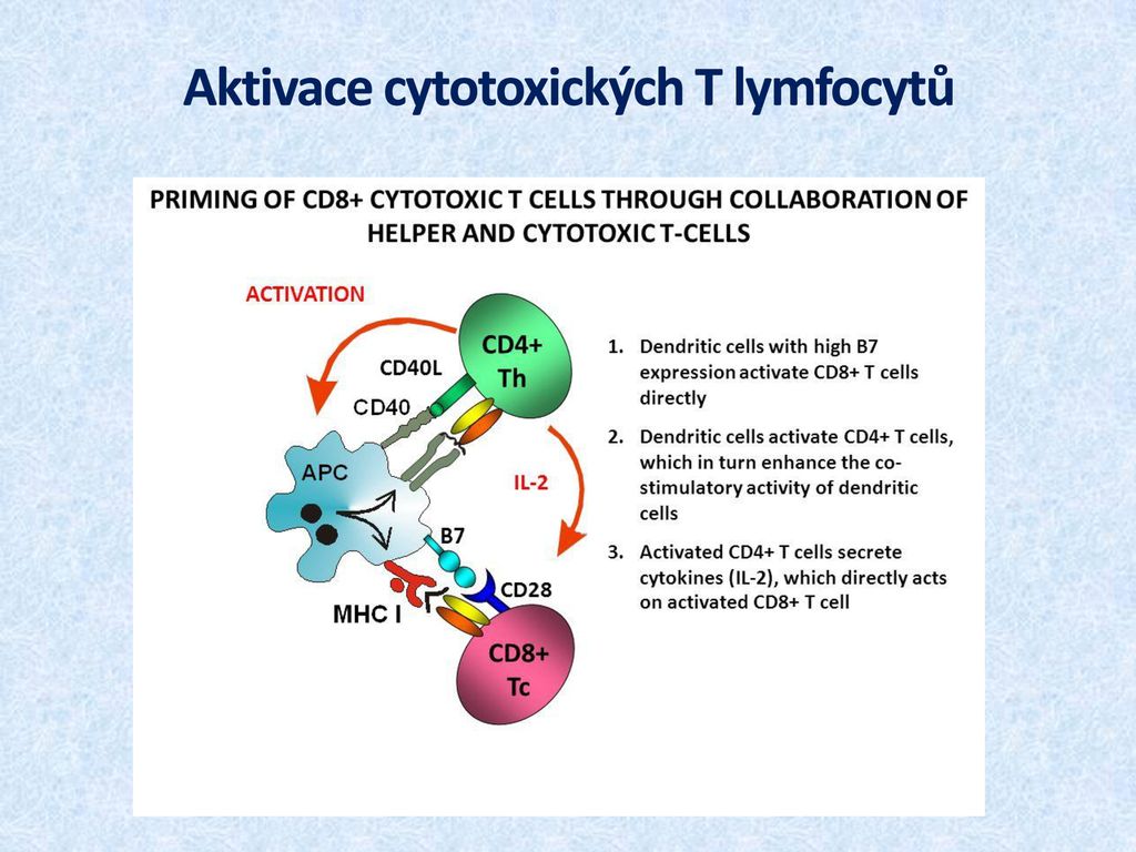 Цитотоксические т клетки. Cd8+-цитотоксических лимфоцитов. Cd8+ т-клетки. Cd8+ CTL иммунология. Цитокины cd8.