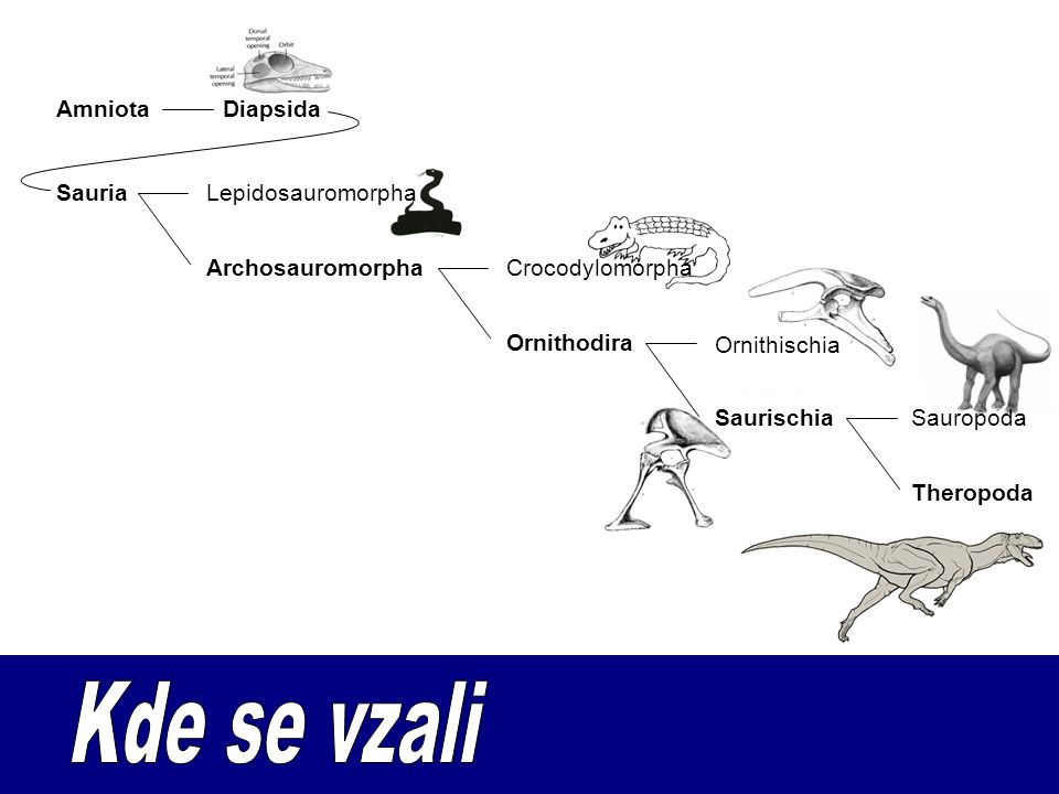 Kde se vzali Amniota Diapsida Sauria Lepidosauromorpha