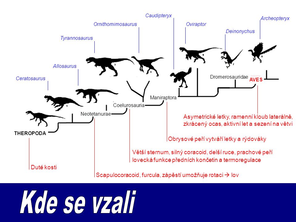 Caudipteryx Archeopteryx. Ornithomimosaurus. Oviraptor. Deinonychus. Tyrannosaurus. Allosaurus.