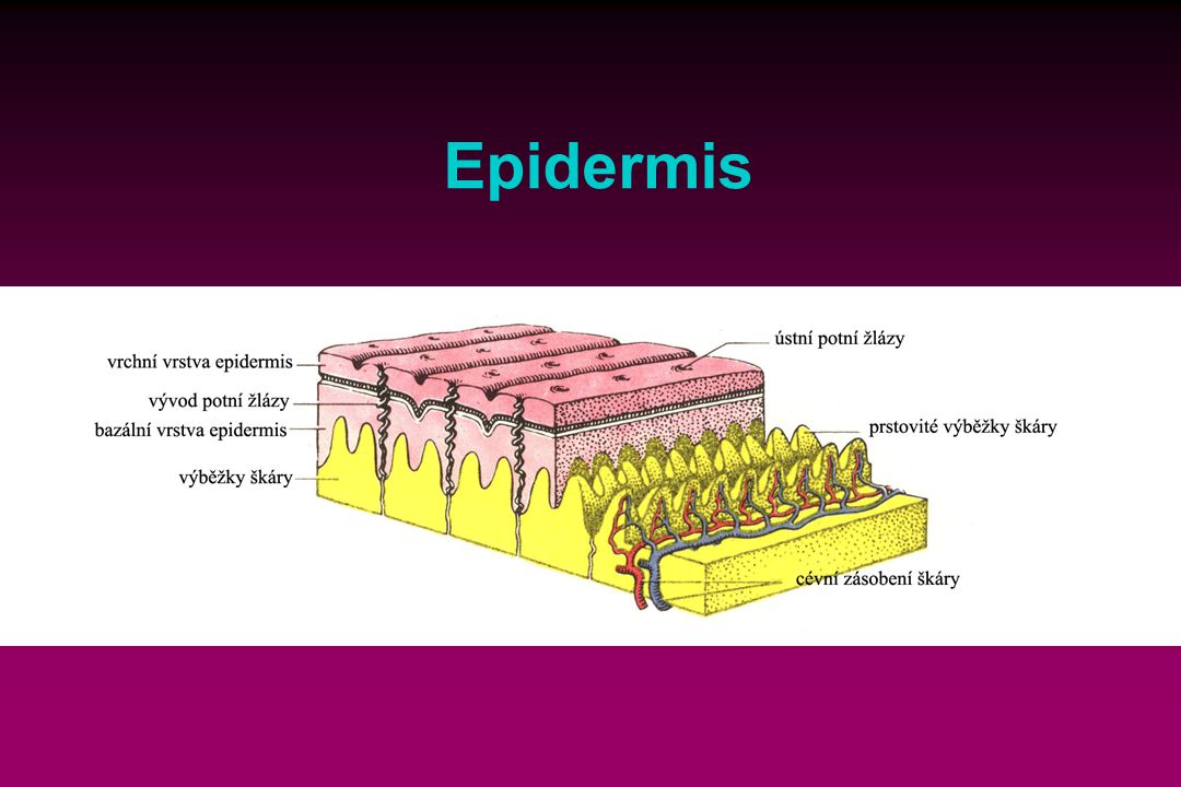 Epidermis
