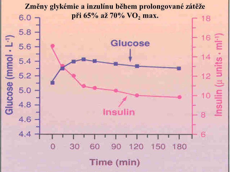 Změny glykémie a inzulínu během prolongované zátěže