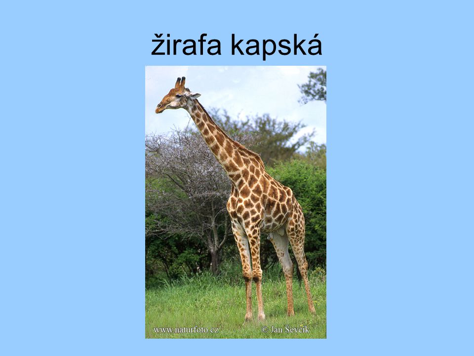 žirafa kapská