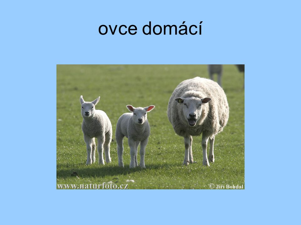 ovce domácí