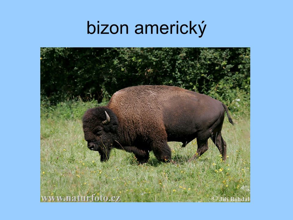 bizon americký