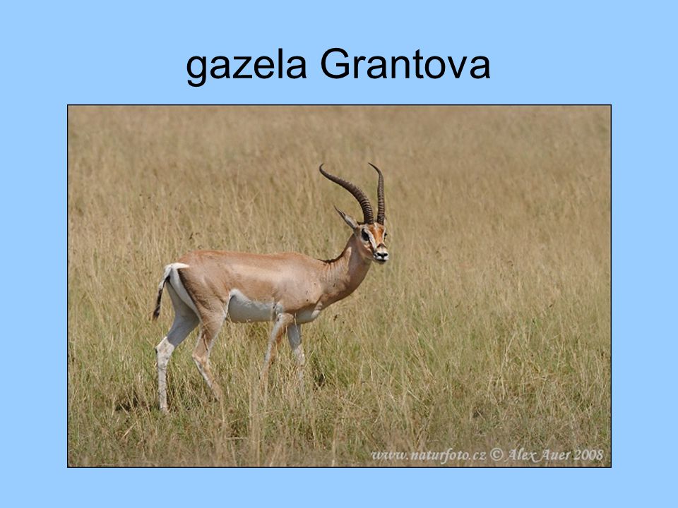 gazela Grantova