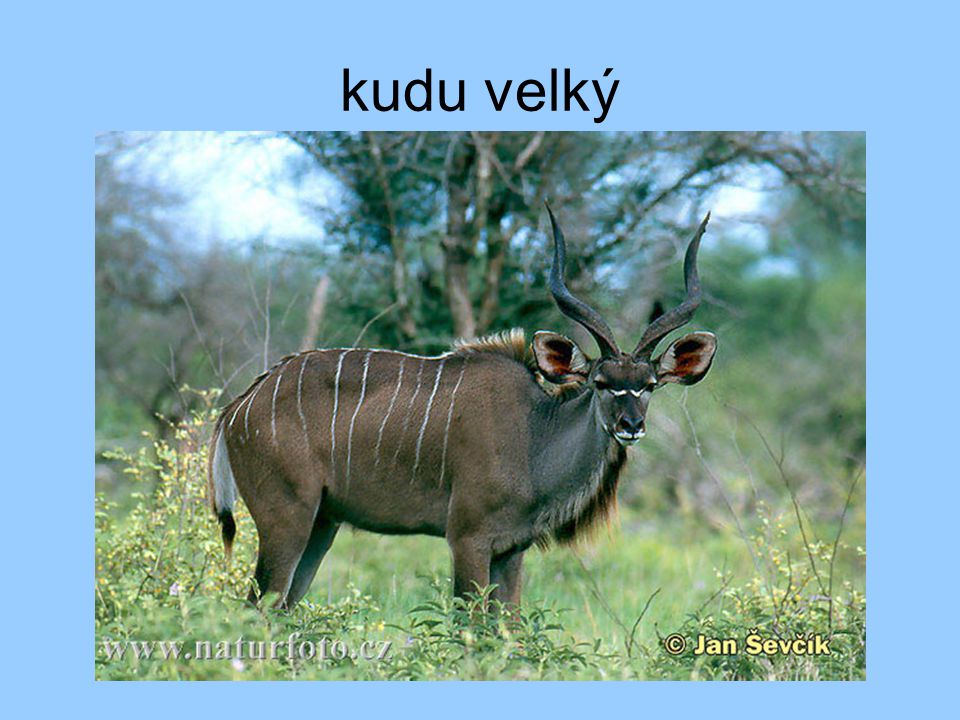 kudu velký