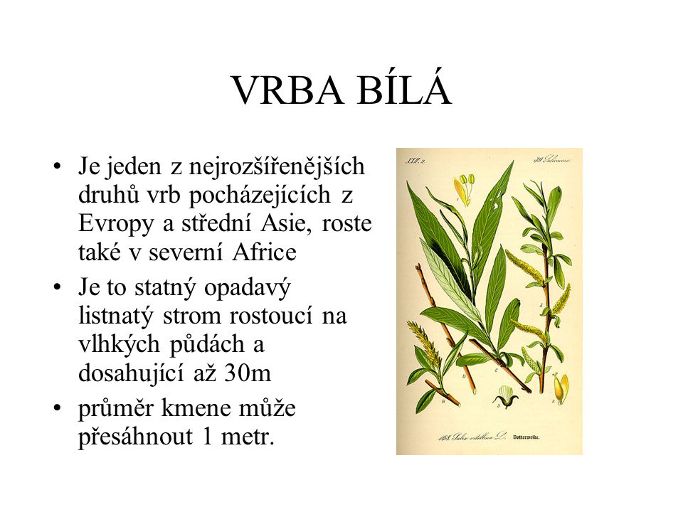 VRBA BÍLÁ Je jeden z nejrozšířenějších druhů vrb pocházejících z Evropy a střední Asie, roste také v severní Africe.