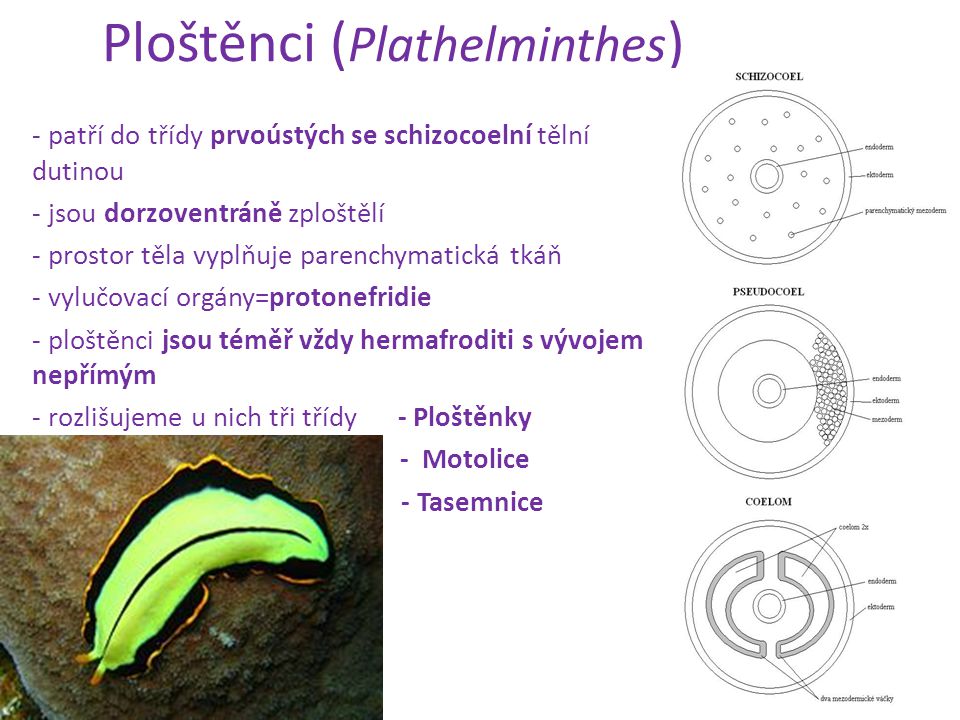 Ploštěnci (Plathelminthes)