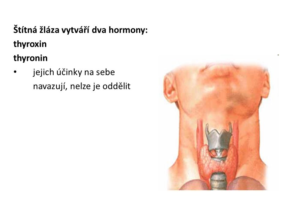 Štítná žláza vytváří dva hormony: