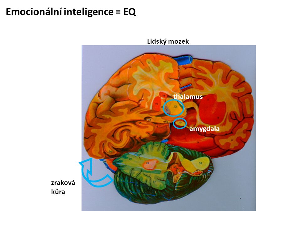 Emocionální inteligence = EQ