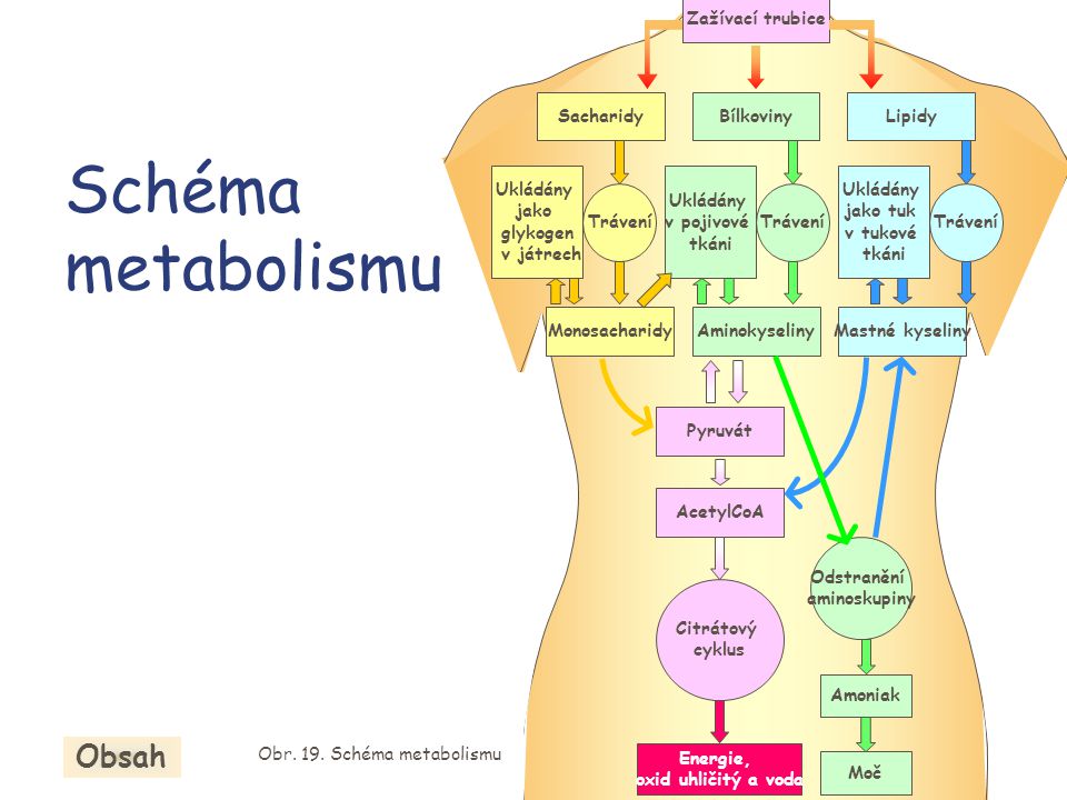 Obr. 19. Schéma metabolismu