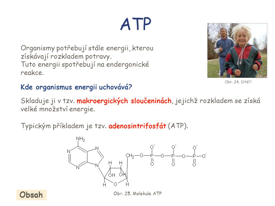 ATP Organismy potřebují stále energii, kterou získávají rozkladem potravy. Tuto energii spotřebují na endergonické reakce.