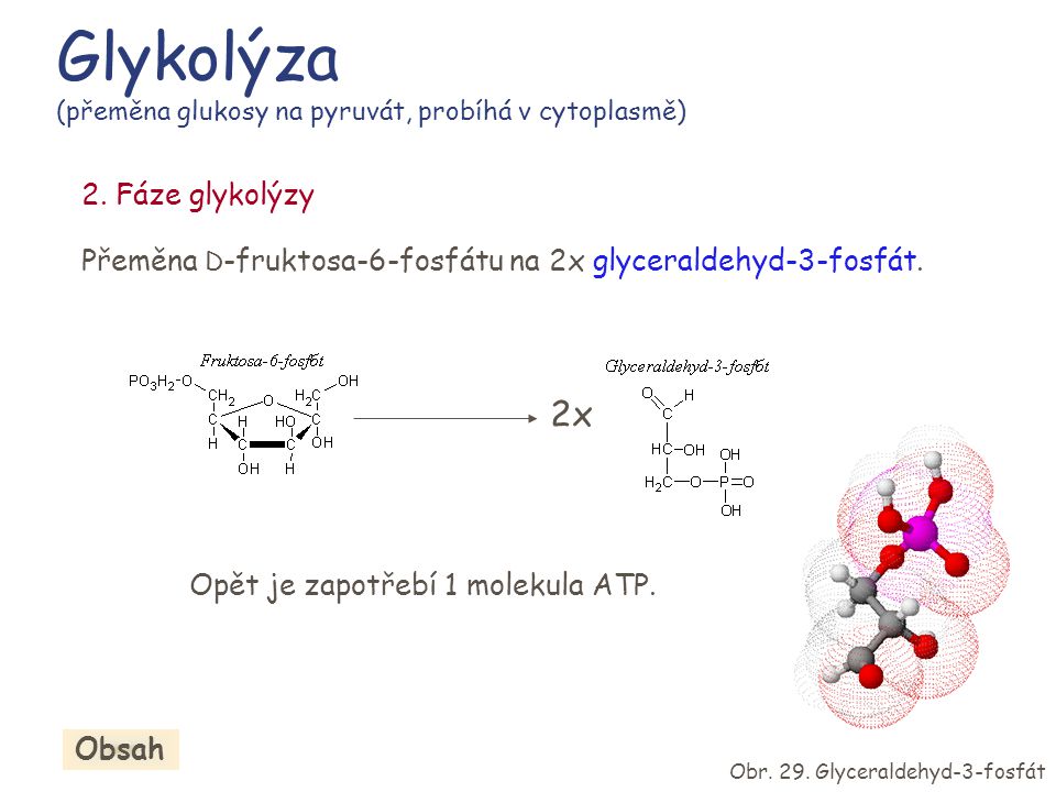 Glykolýza (přeměna glukosy na pyruvát, probíhá v cytoplasmě)